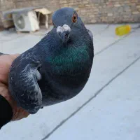 پلاکی|پرنده|خرمشهر, |دیوار