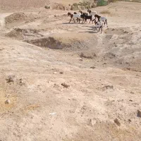 بز پاکستانی