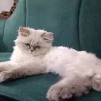 بریتیش نر اصیل و زیبا|گربه|فولادشهر, C8|دیوار