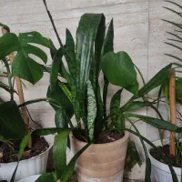 گل برگ انجیری، پتوس، سانسوریا|گل و گیاه طبیعی|رشت, جماران|دیوار