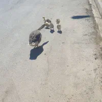 جوجه قوغاز
