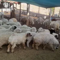 بره