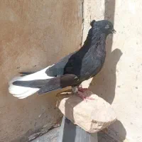 رنگی شهرستانی|پرنده|مسجد سلیمان, |دیوار
