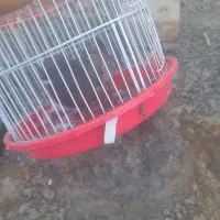 جوجه‌نر
