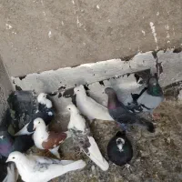 کبوتر پرشی ساعت سنگین|پرنده|رباط‌کریم, منجیل آباد|دیوار