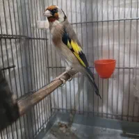 نر سهره  صاف و مست