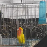 یک جفت طوطی برزیلی تخم گذار