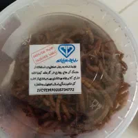 تشویقی پرنده طوطی سانان