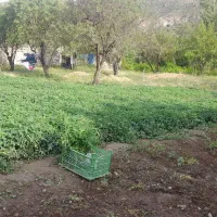 نهال‌ گوجه‌|گل و گیاه طبیعی|غلامان, |دیوار