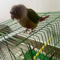 طوطی گرینچیک|پرنده|شهرکرد, |دیوار