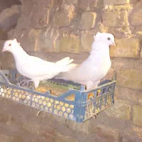 کبوتر سفید کاکلی..|پرنده|بزینه رود, |دیوار