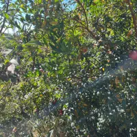 باغچه-جنگلی-درخت