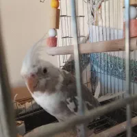 عروس هلندی|پرنده|محلات, |دیوار