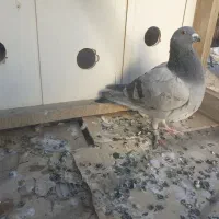 ماده پلاکی|پرنده|ملایر, |دیوار