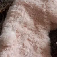 کاپشن سرهمی مدل خرگوشی|کفش و لباس بچه|لاهیجان, کوی آزادگان|دیوار