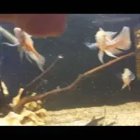 اسکار تایگر سوپر باله|ماهی|قزوین, |دیوار