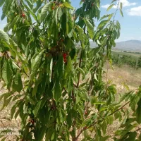 فروش خانه باغ ۳۰۰۰متری قیلسون