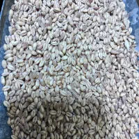 گندم آبی و دیم بوجار شده تمیز