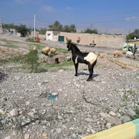 نری پاکستانی