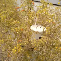 سازه های گلخانه|ماشین‌آلات صنعتی|بشاریات, |دیوار