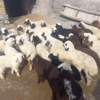 گوسفند میش وبره.