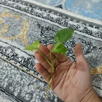 گل پتوس ابلق