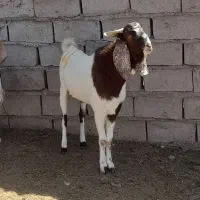 نر بز بزری|حیوانات مزرعه|میان جلگه, |دیوار