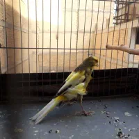 قناری نر ابلق با قفس ۱۰۰۰۰|پرنده|رباطکریم, نصیرشهر|دیوار