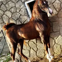 نریان کرنگ ۳قلم سفید چهار نشان ۳ساله کره طغیان|اسب و تجهیزات اسب‌سواری|گلپایگان, |دیوار