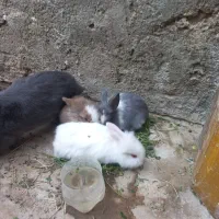 خرگوش لوپی زیبا|موش و خرگوش|زاهدان, |دیوار