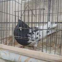 سرسیاه|حراج|رفسنجان, |دیوار