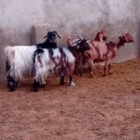 ۴بز محلی و یه گلابی ویک سانن ماده|حیوانات مزرعه|همدان, |دیوار