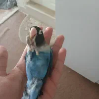 کوتوله برزیلی ماسکی نر|پرنده|قم, پردیسان|دیوار