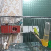 عروس هلندی.مرغ عشق،|پرنده|کرج, گلشهر|دیوار