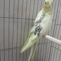 عروس هلندی ماده.