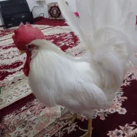 خروس|حیوانات مزرعه|سنندج, |دیوار