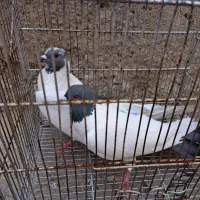 دورح سالم واکسن خورده نره ماده