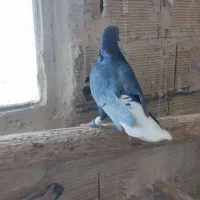 کبوتر|پرنده|اقبالیه, |دیوار