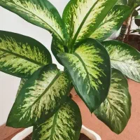 گل گوش فیلی|گل و گیاه طبیعی|دهگلان, |دیوار