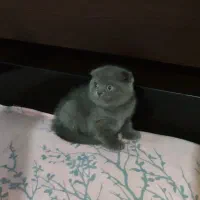 گربه اسکاتیش بلو و لیلاک