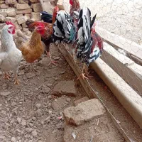 مرغ و خروس محلی و گلین|حیوانات مزرعه|سیجوال, |دیوار