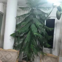 گل  مطبق