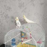 یه جفت عروس هلندی با قفس کامل