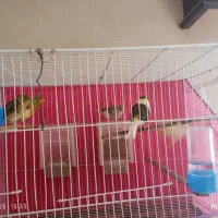 قناری ماده اماده