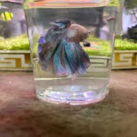 دونه‌ای ۳۰۰|ماهی|مهاباد (آذربایجان غربی), |دیوار