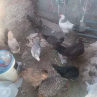 مرغ محلی|حیوانات مزرعه|جلگه ماژان, |دیوار