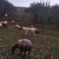 واگذار سگ ماده