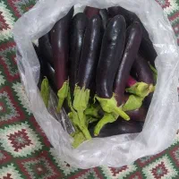 بادمجان تازه وفلفل تند وشیرین