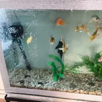 آکواریوم کامل با ماهی کوی سوپر باله|ماهی|بروجرد, |دیوار