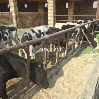 گوساله نر صنعتی|حیوانات مزرعه|جعفرآباد, |دیوار